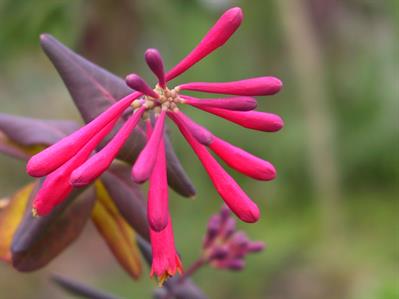 Lonicera semperviren